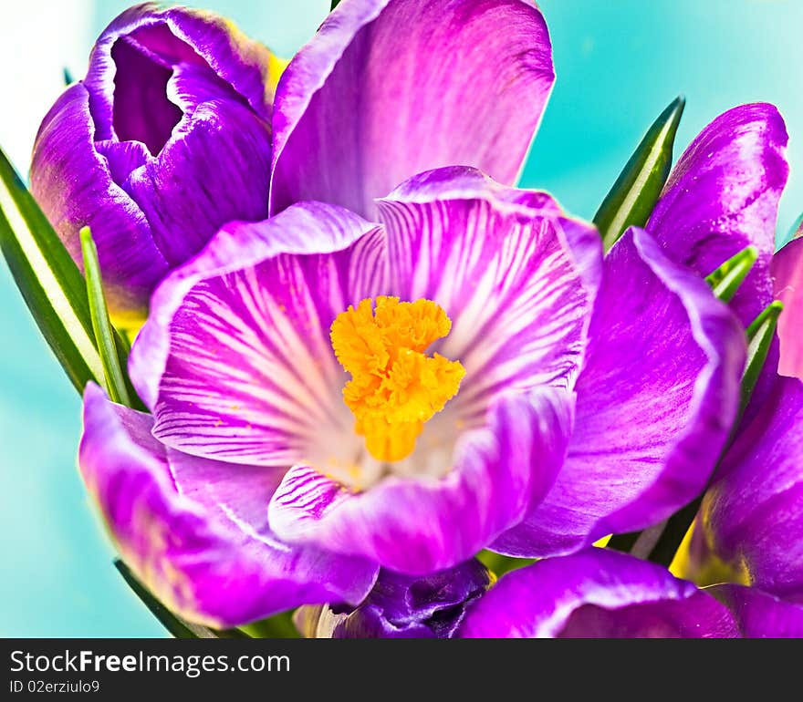 Flower crocus bloom blossom on blue. Flower crocus bloom blossom on blue