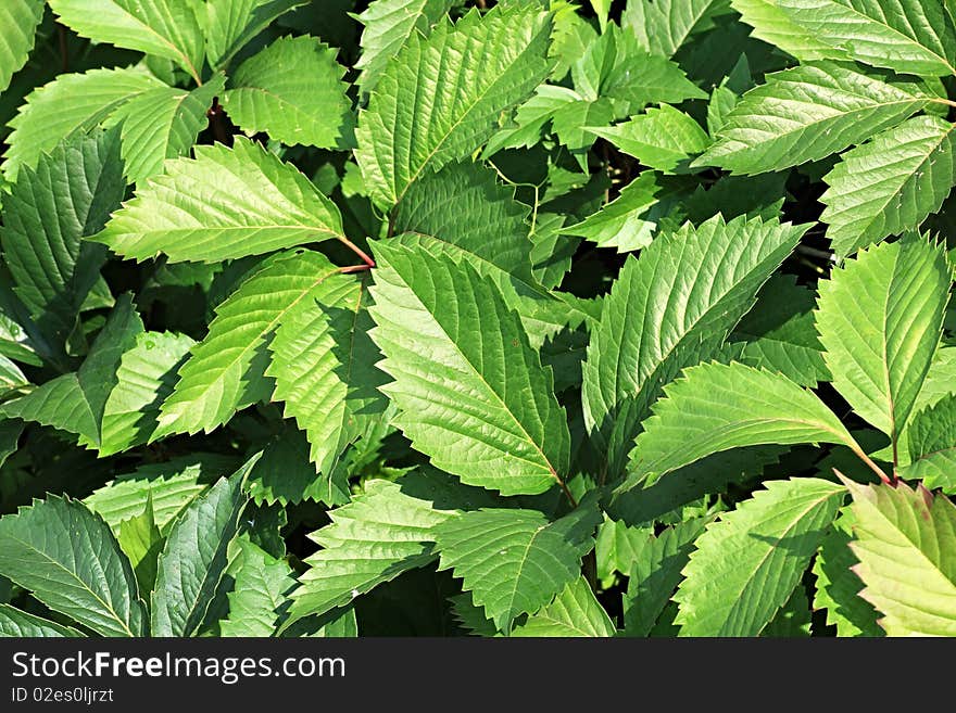 Leaves of wild grapes.