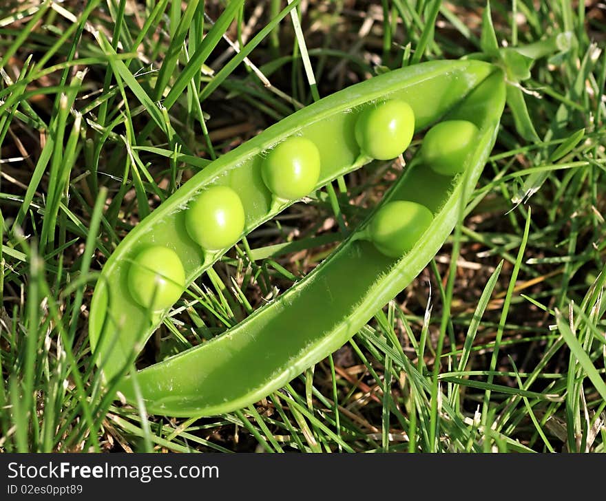 Ripe pea pods on the grass. Ripe pea pods on the grass.