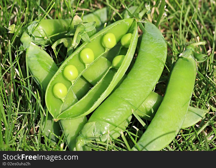 Ripe pea pods on the grass. Ripe pea pods on the grass.