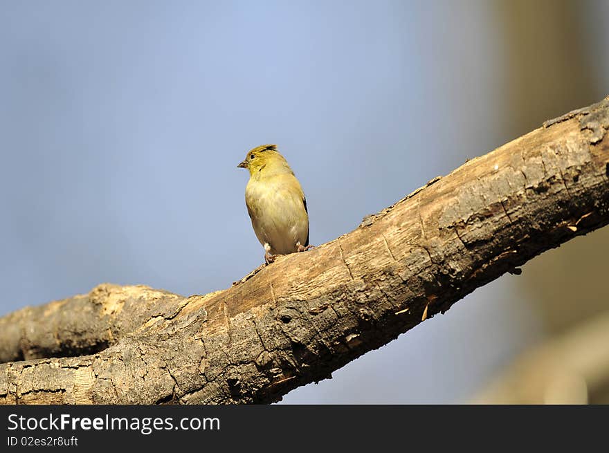 American Goldfinch: Spinus Tristis