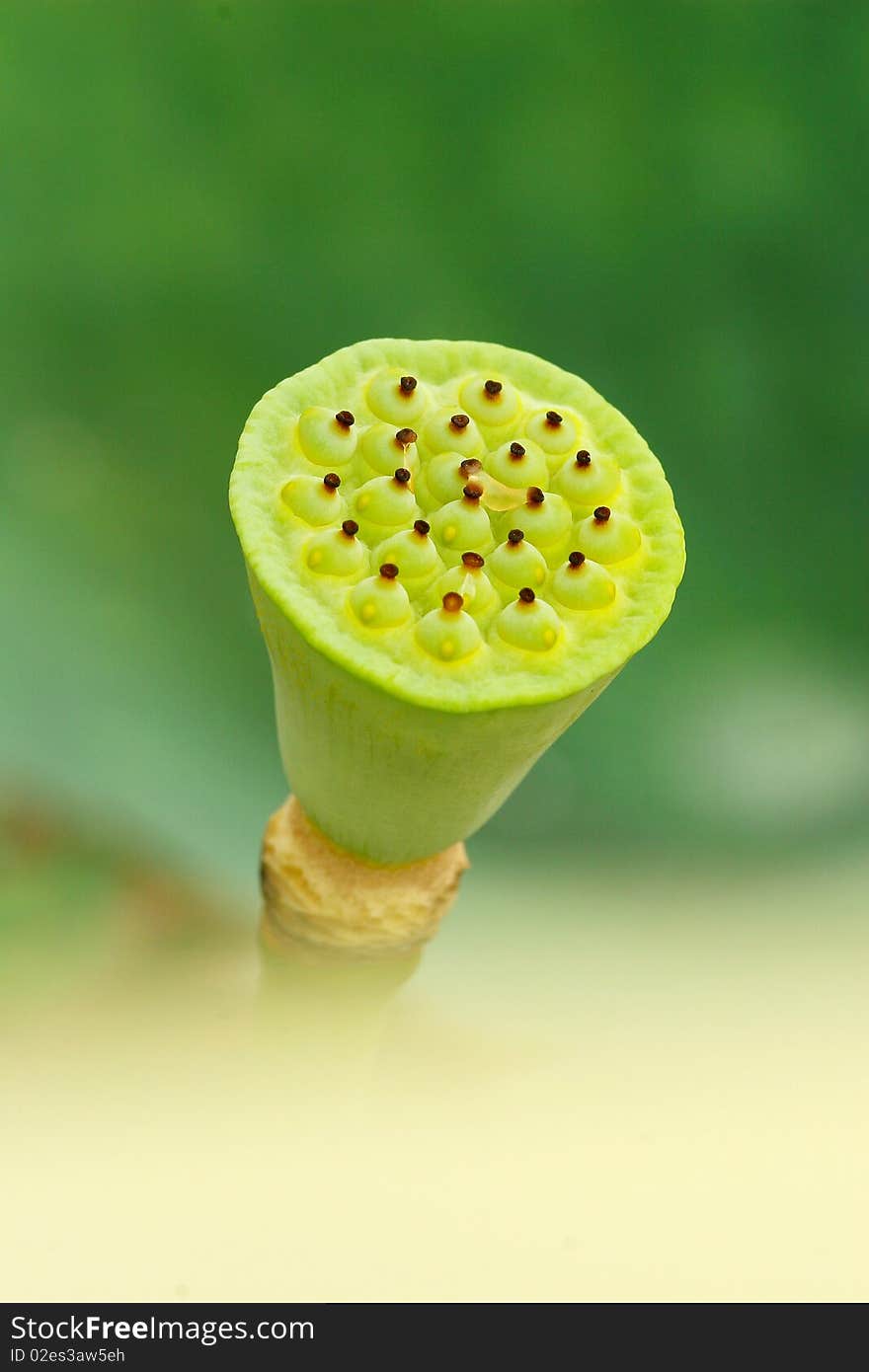 Closeup of a lotus seed pod