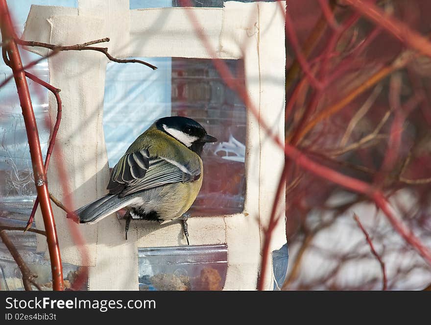 Titmouse on the tree. Winter