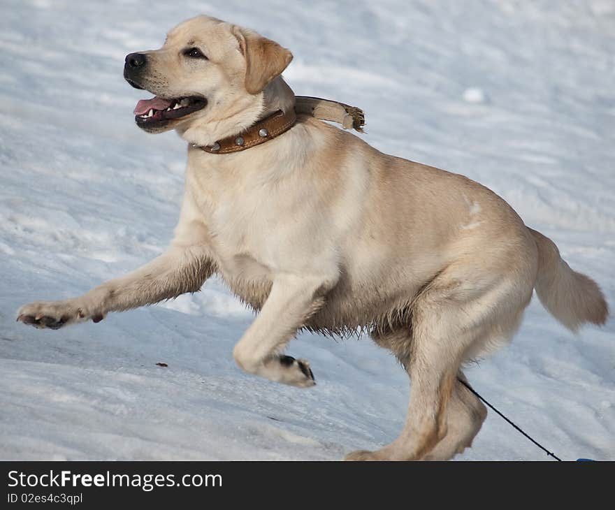 Happy little dog in jump