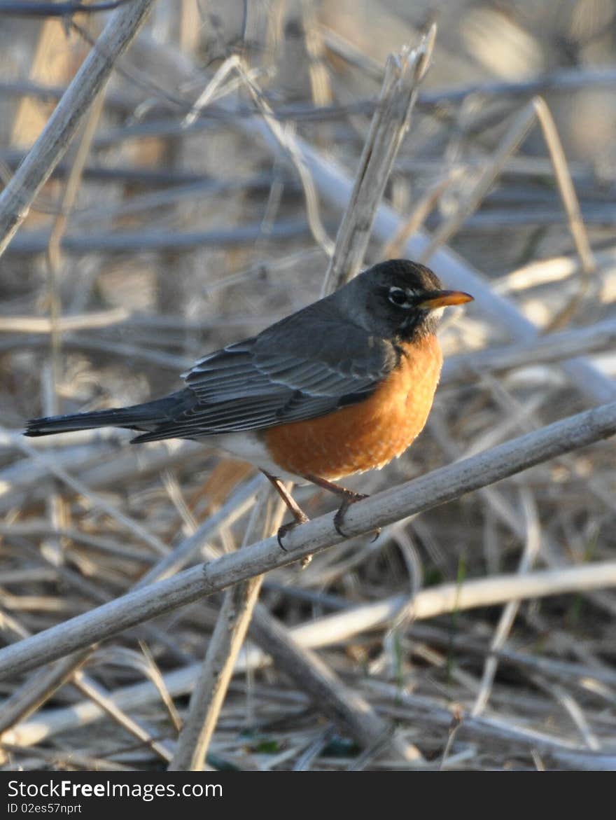 Robin on sticks