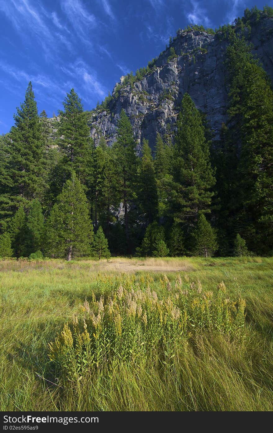 Meadow in Yosemite National Park, USA