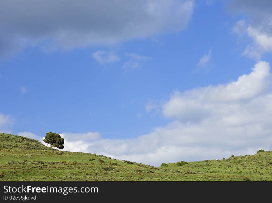 Lonely tree in a meadow