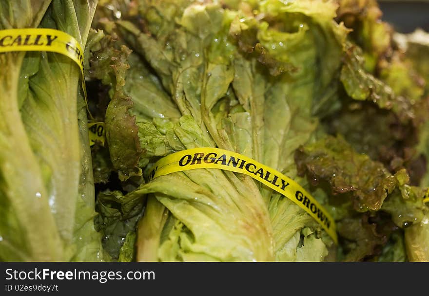 Organically grown red leaf lettuce. Organically grown red leaf lettuce.