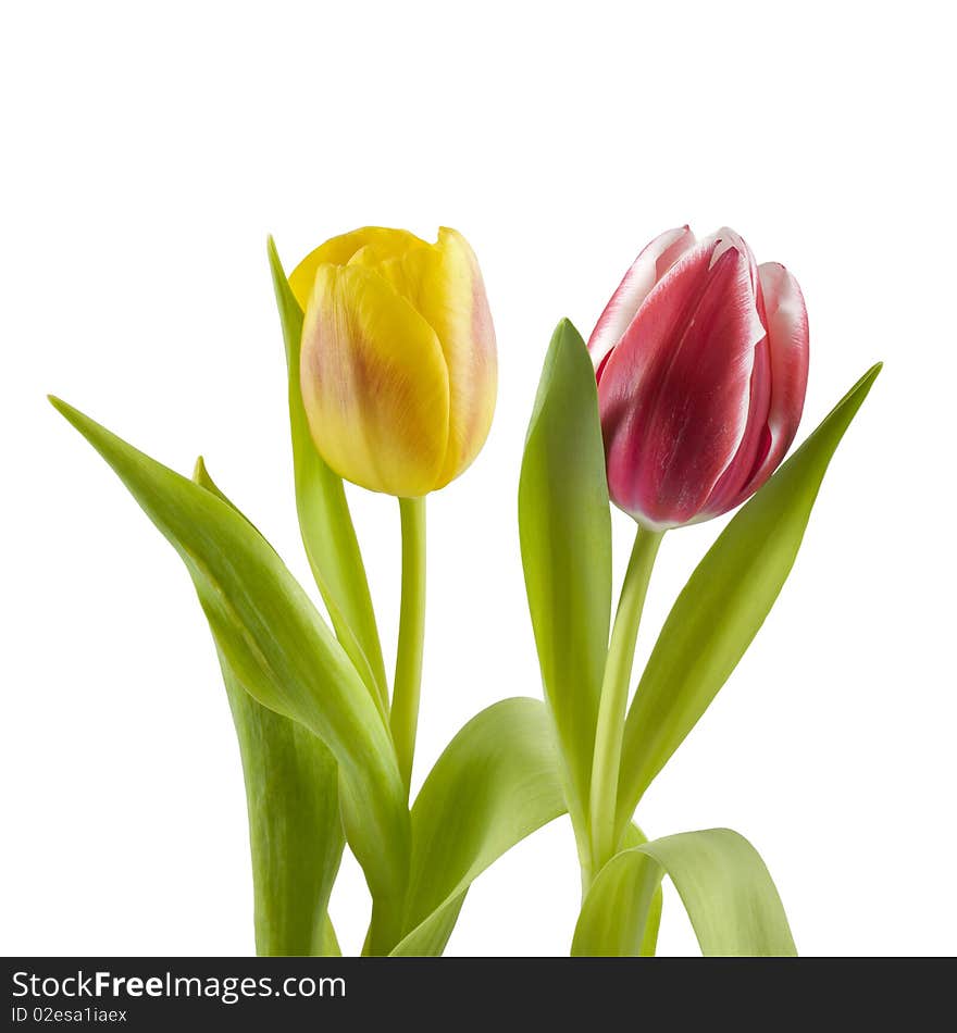 Yellow and red tulips