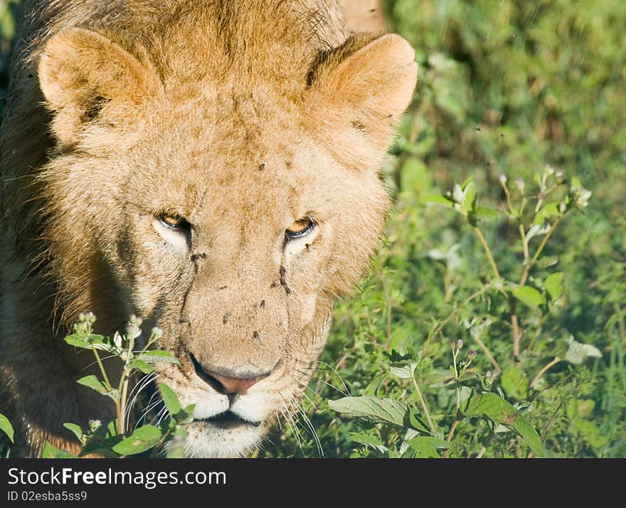 A male lion hunting close up