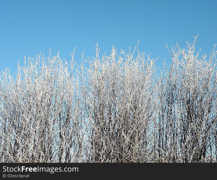 Frosten bush in winter time