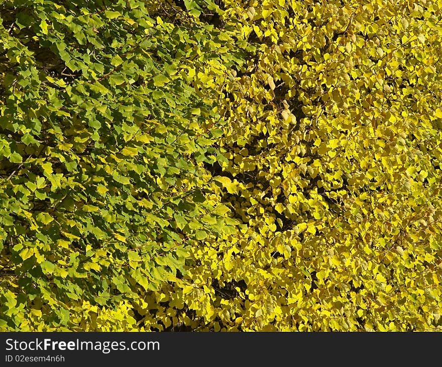 The background of green and yellow leave, hedgerow