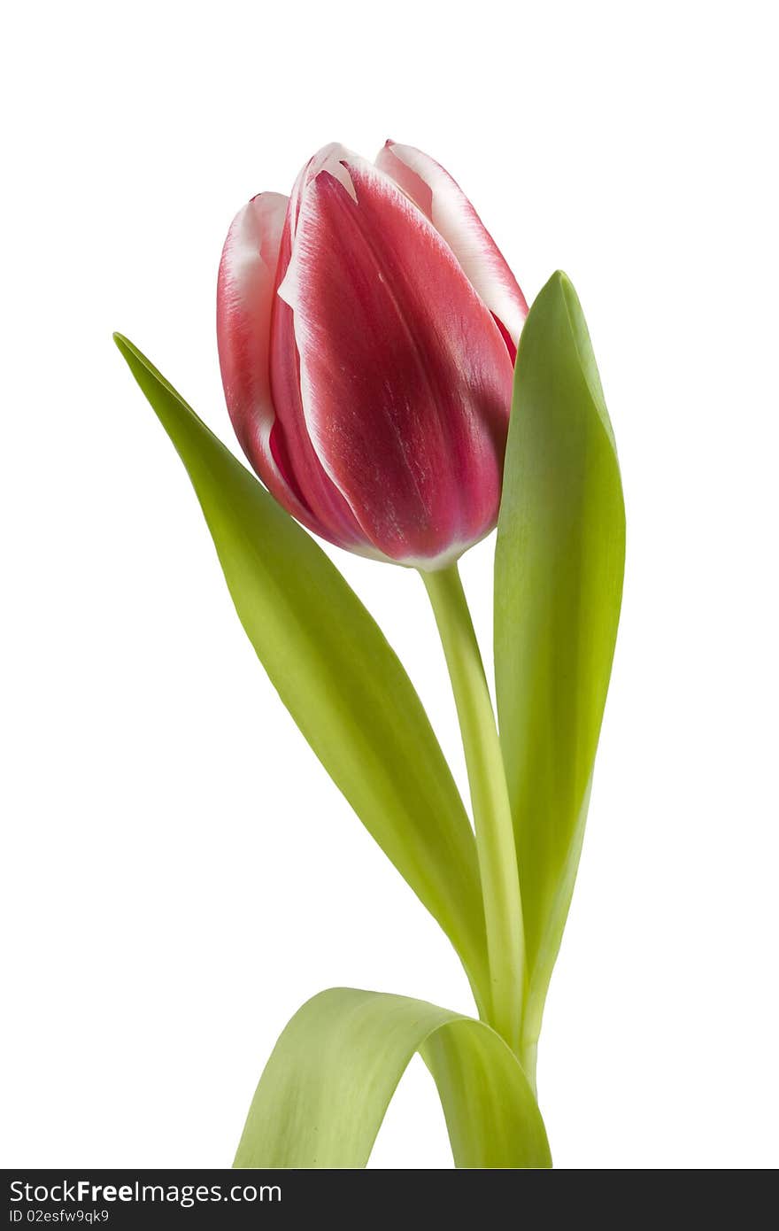 Just a red tulip. Isolated on white & clipping path