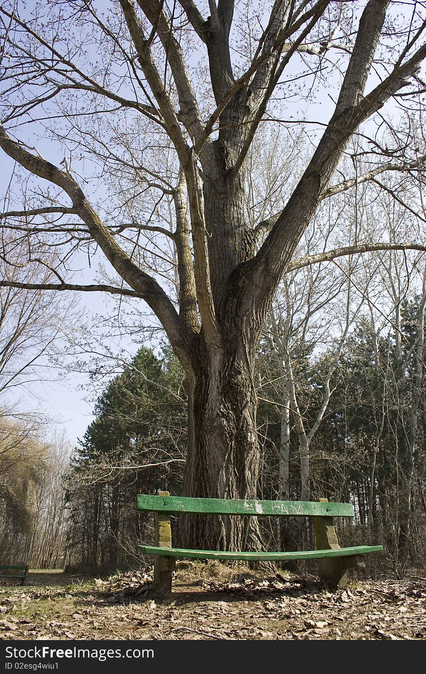 Lonely bench in a park. Lonely bench in a park.