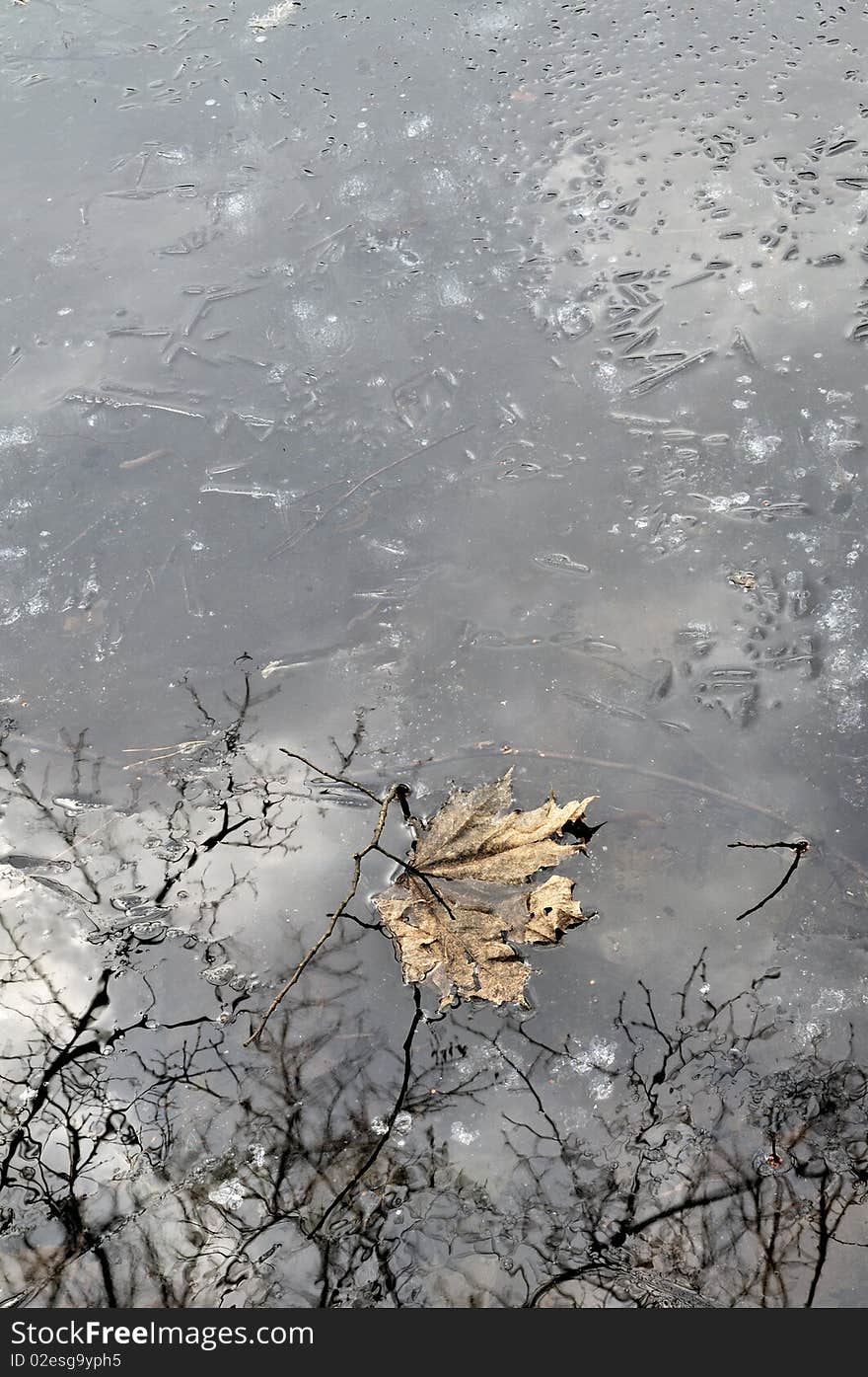 Old autumn leaf on thin spring ice