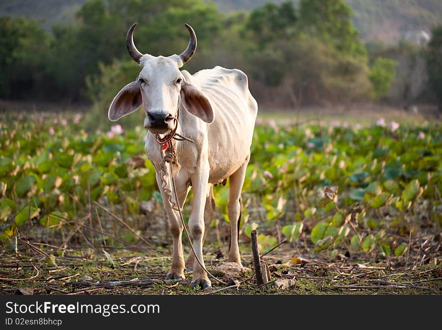 Cow against lotus field. Farm collection.