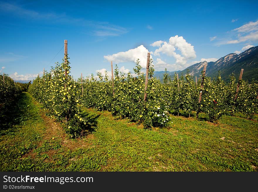 An image of an apple orchard in the mountains