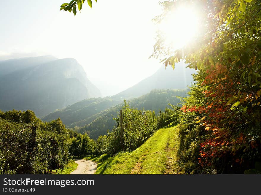 An image of fresh green vine in sunrays