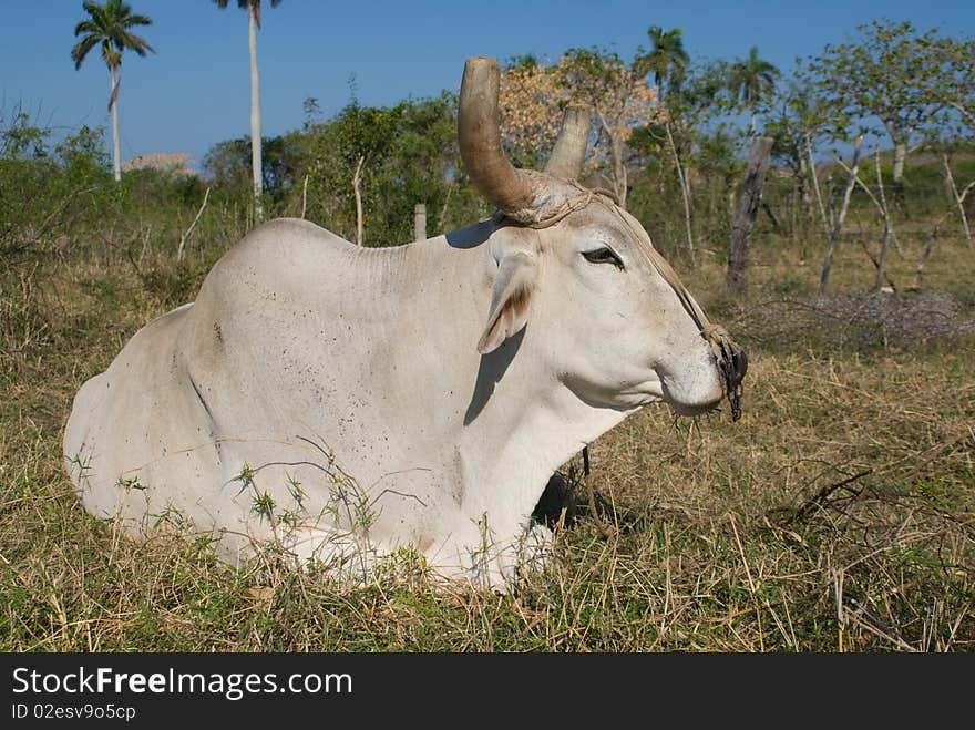 White Bull Resting In The Grass (II)