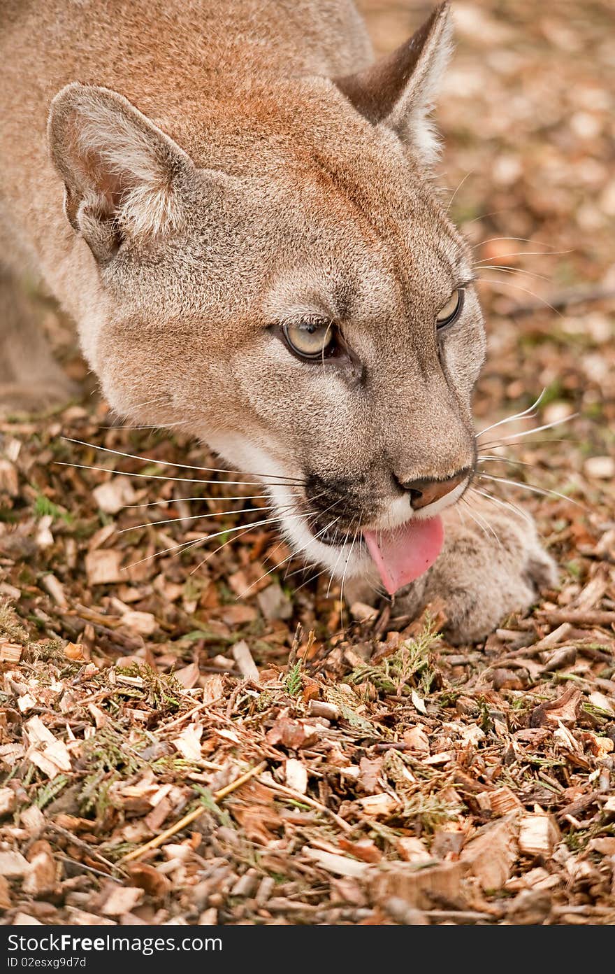 Puma mountain lion cougar