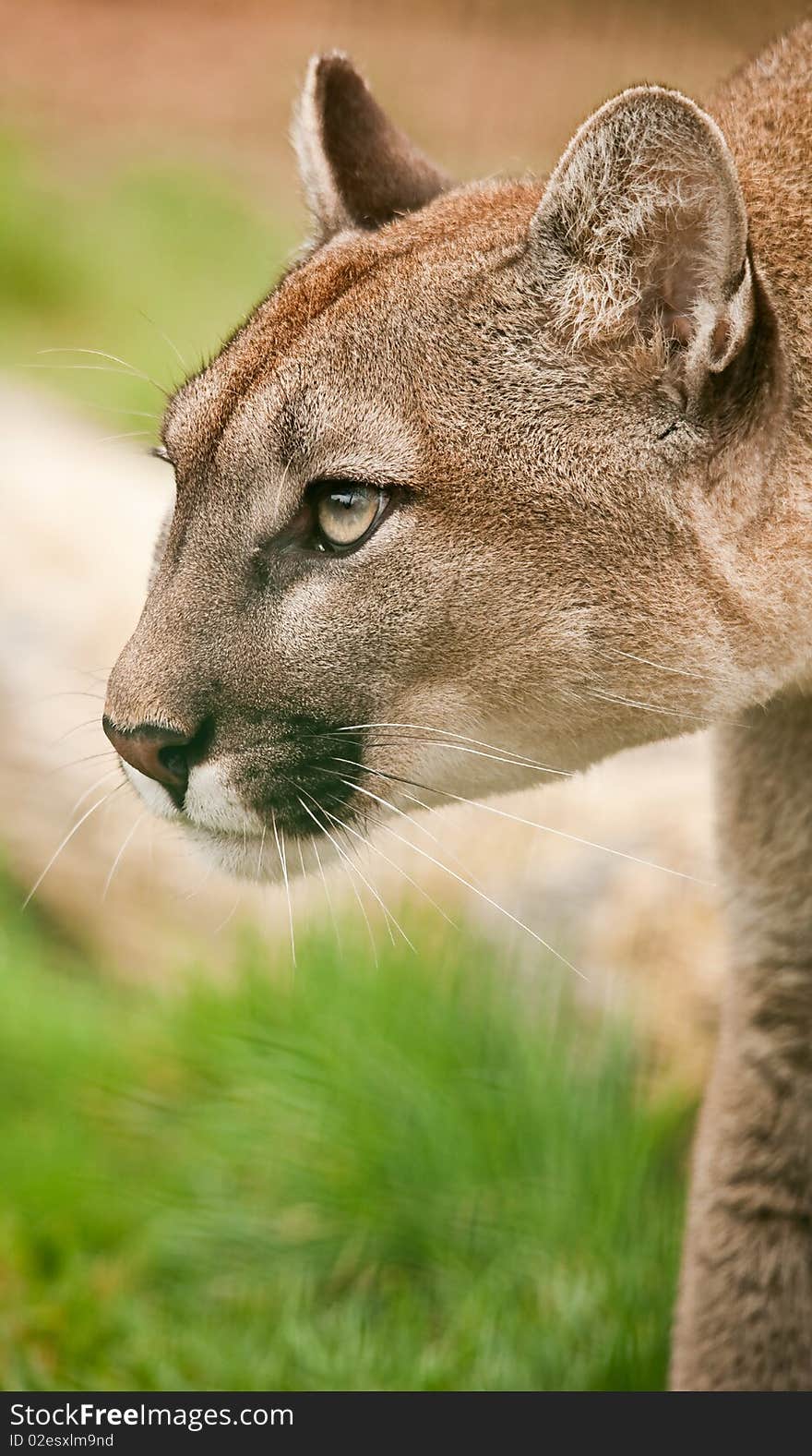 Puma mountain lion cougar