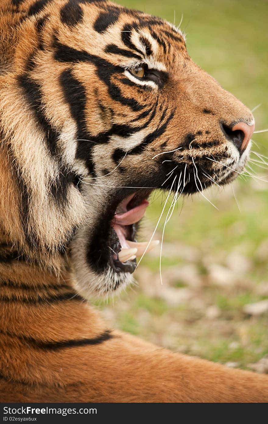 Tiger snarling close up of face