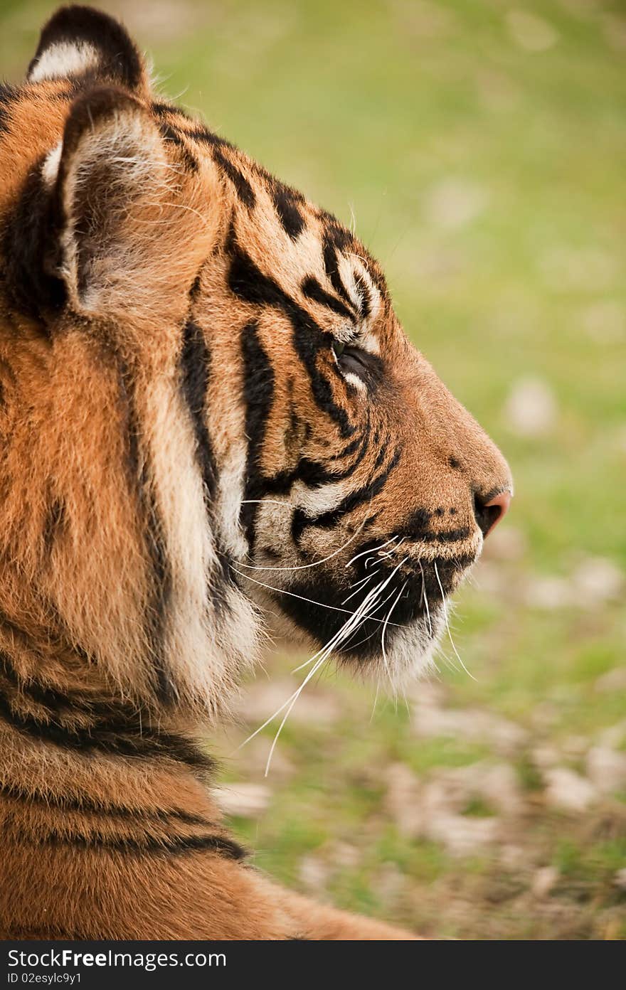 Tiger resting close up of face