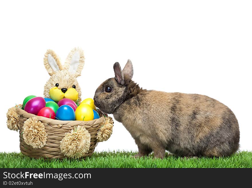 Easter bunny sitting in flower meadow with colorful Easter eggs. Isolated on white Background. Easter bunny sitting in flower meadow with colorful Easter eggs. Isolated on white Background.