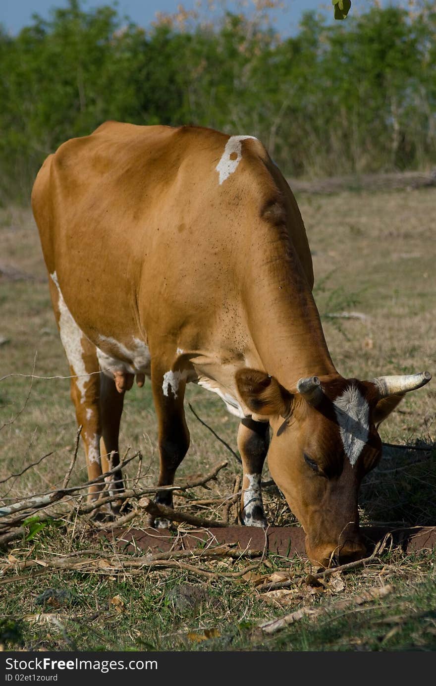 Brown Cow In A Farm (I)