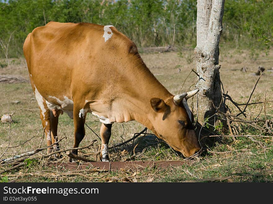 Brown cow in a farm (II)