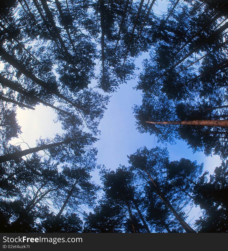 Trees silhouettes on the background of the blue sky. Trees silhouettes on the background of the blue sky.