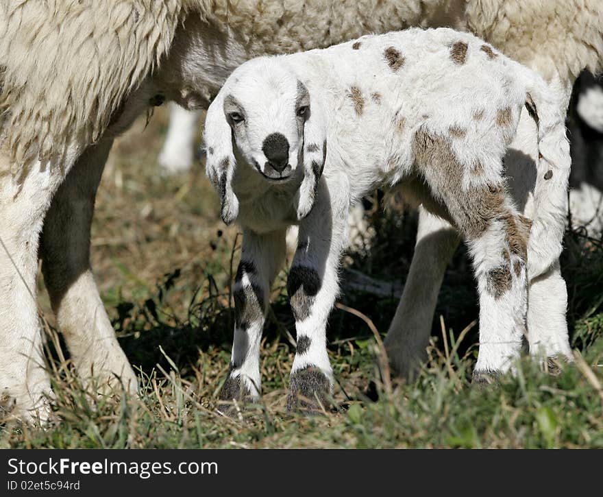 Lambs a few days with their mothers, in a pasture in the mountains. Lambs a few days with their mothers, in a pasture in the mountains.