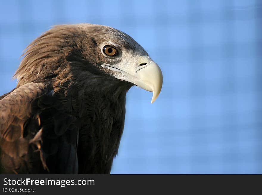 The portrait of White-tailed Eagle. The portrait of White-tailed Eagle