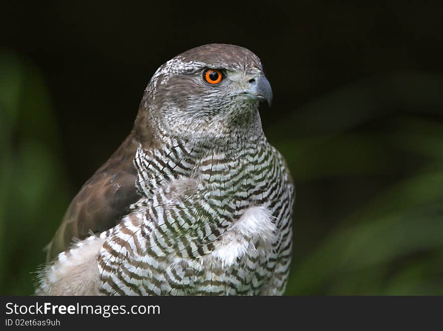 The portrait of Northern Goshawk