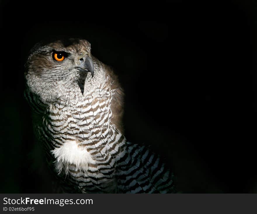 The portrait of Northern Goshawk