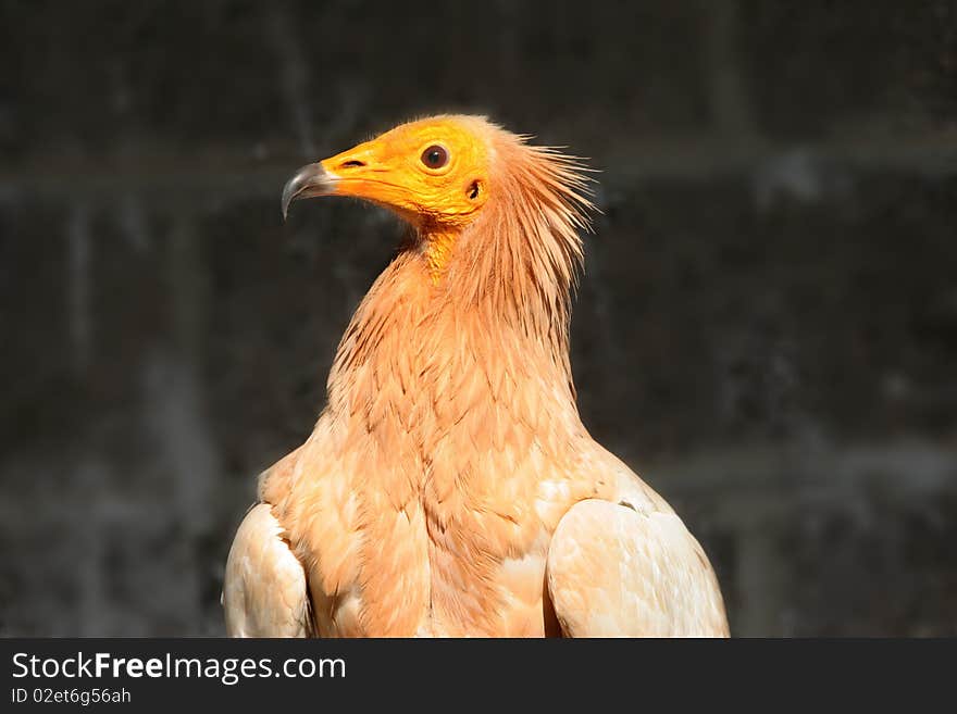 Egyptian Vulture