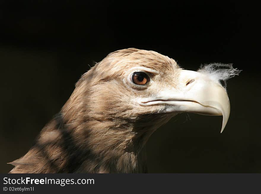 The portrait of White-tailed Eagle