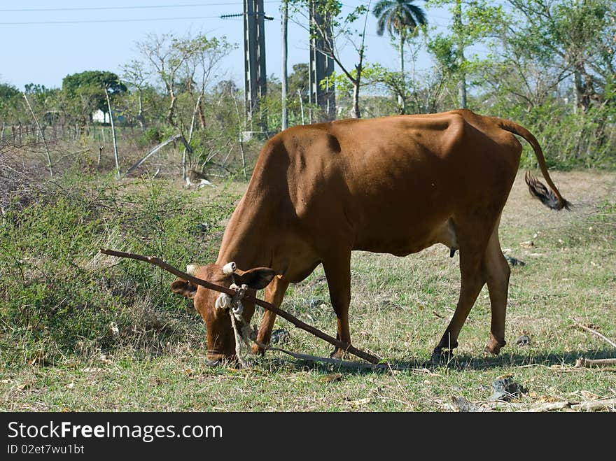 Brown cow in a country farm (IV). Brown cow in a country farm (IV)