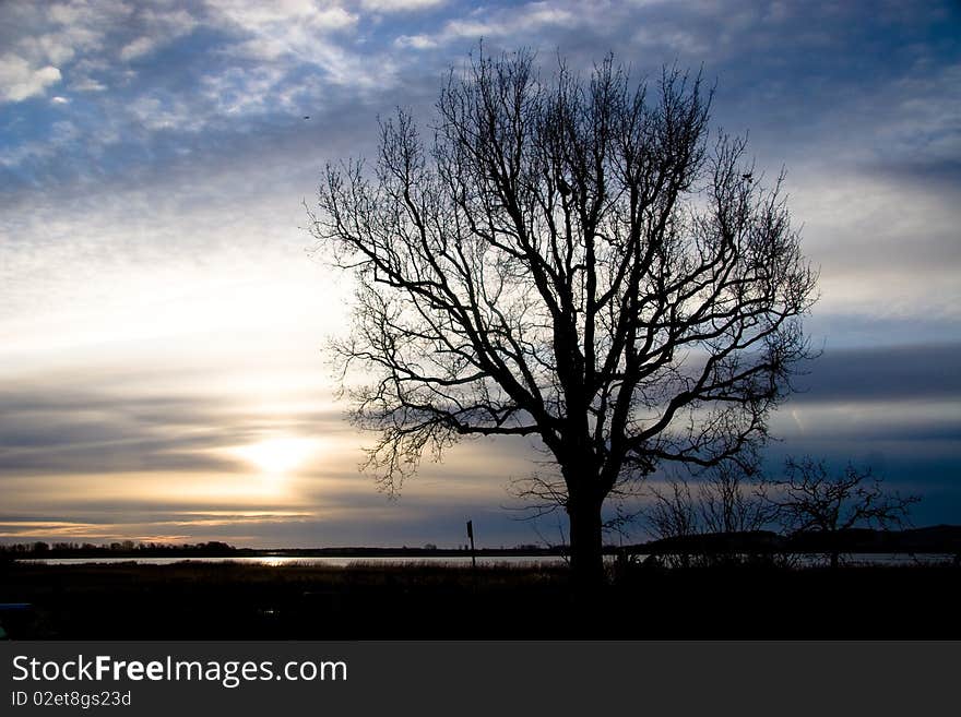 A tree at the lake. A tree at the lake