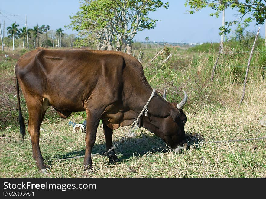 Black bull cow in a farm (I)