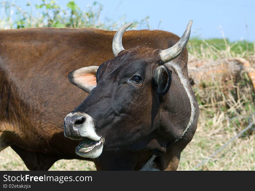 Black bull with open mouth, head closeup