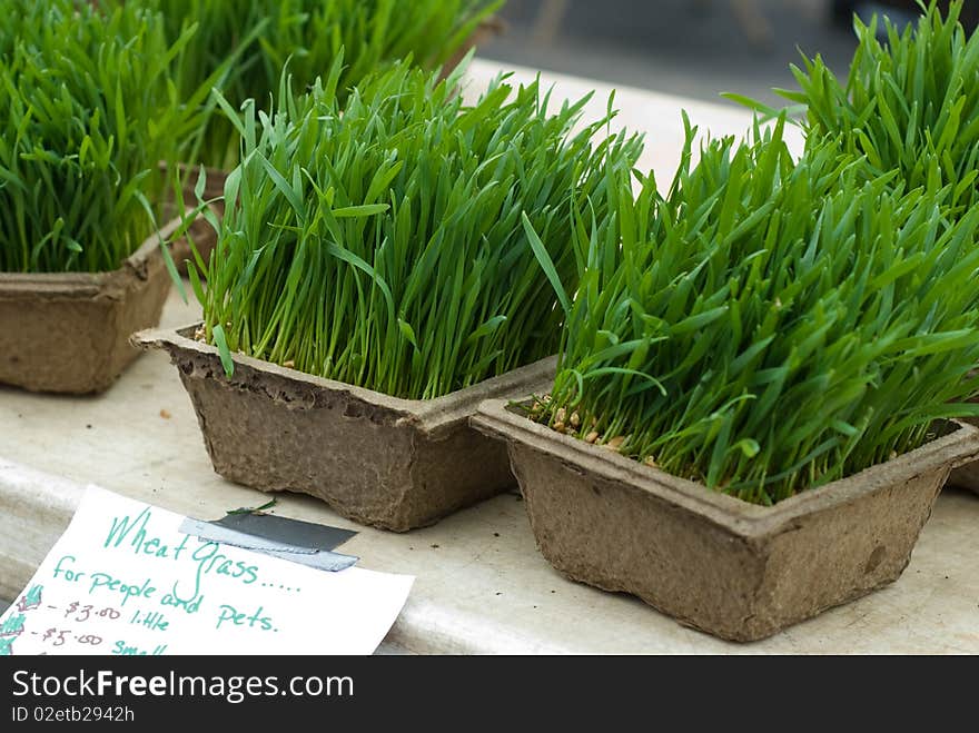 A close up of organic wheat grass for sale at a farmer's market. A close up of organic wheat grass for sale at a farmer's market.