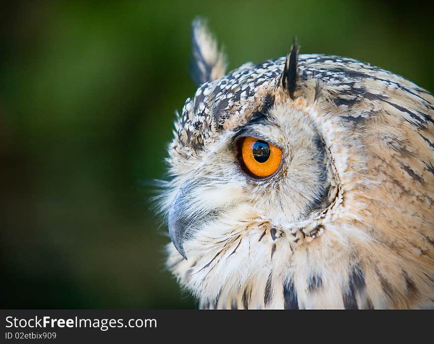 Eagle Owl