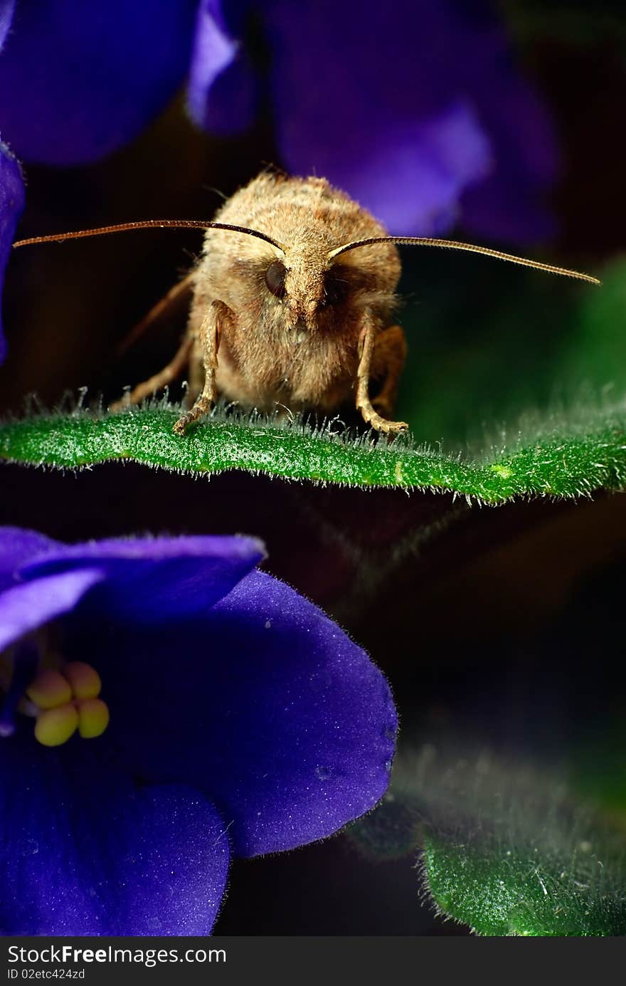 Noctua comes is sitting on the leaf of Violet. Noctua comes is sitting on the leaf of Violet