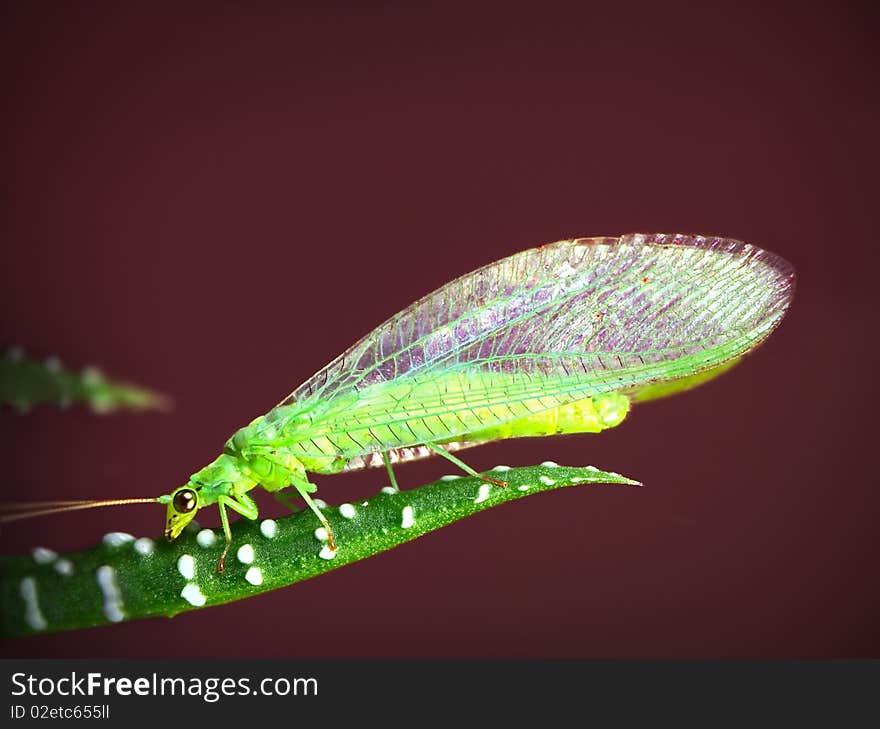 Little green midge sitting on the leaf of Haworthia