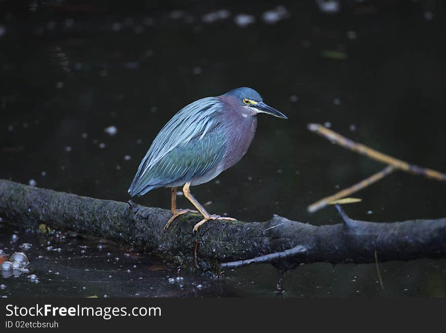 A Green Heron at Ding Darling, Florida.