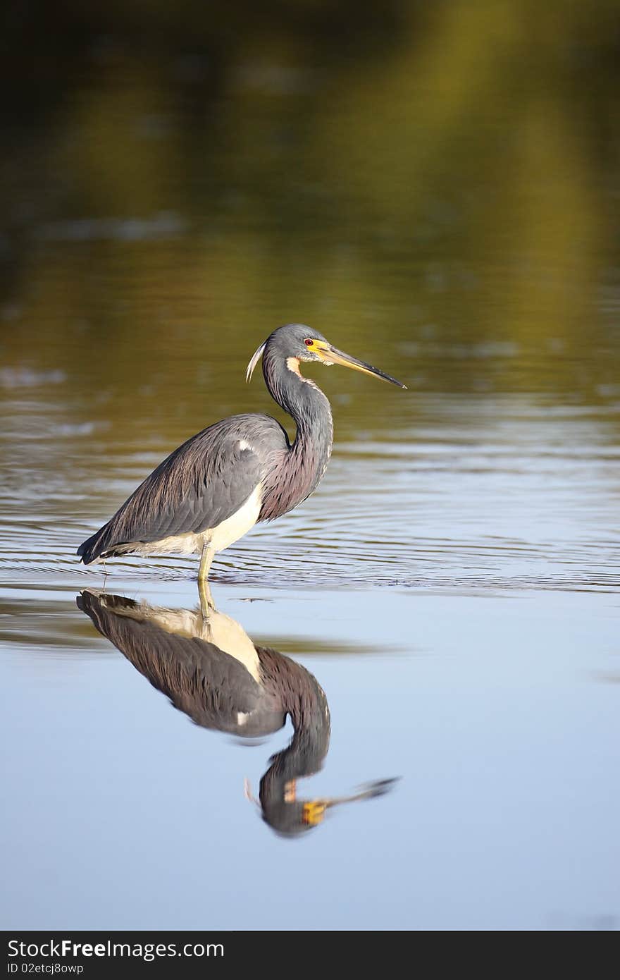 A Tricolored Heron at Ding Darling, Florida.