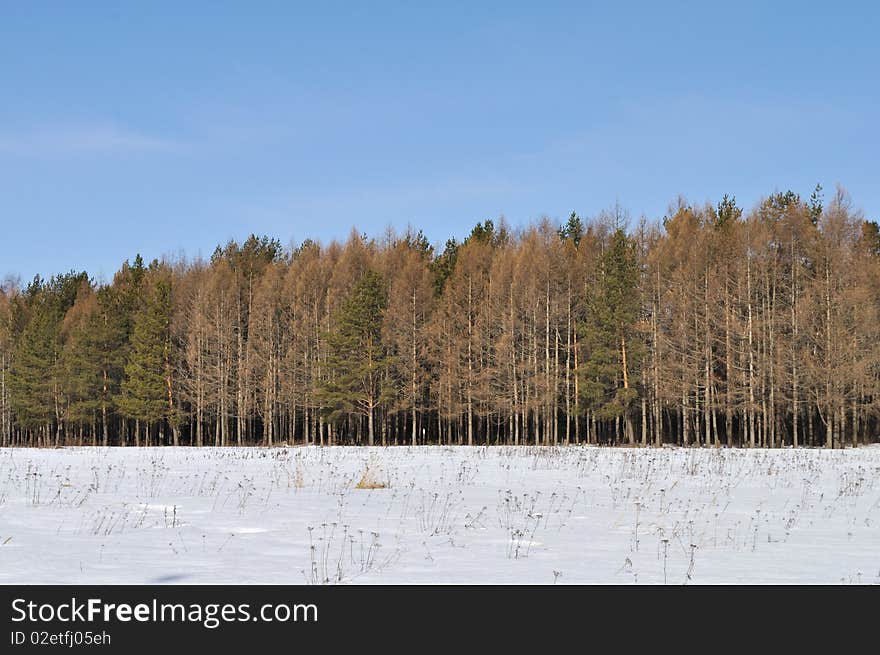 View of bare larch trees in sunny winter forest. View of bare larch trees in sunny winter forest