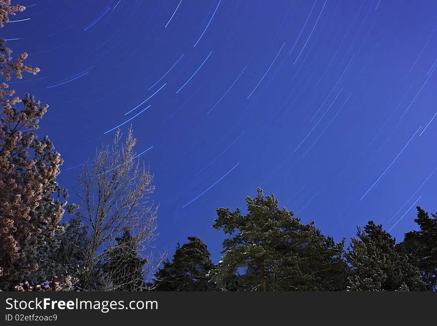 Star trails over a forest