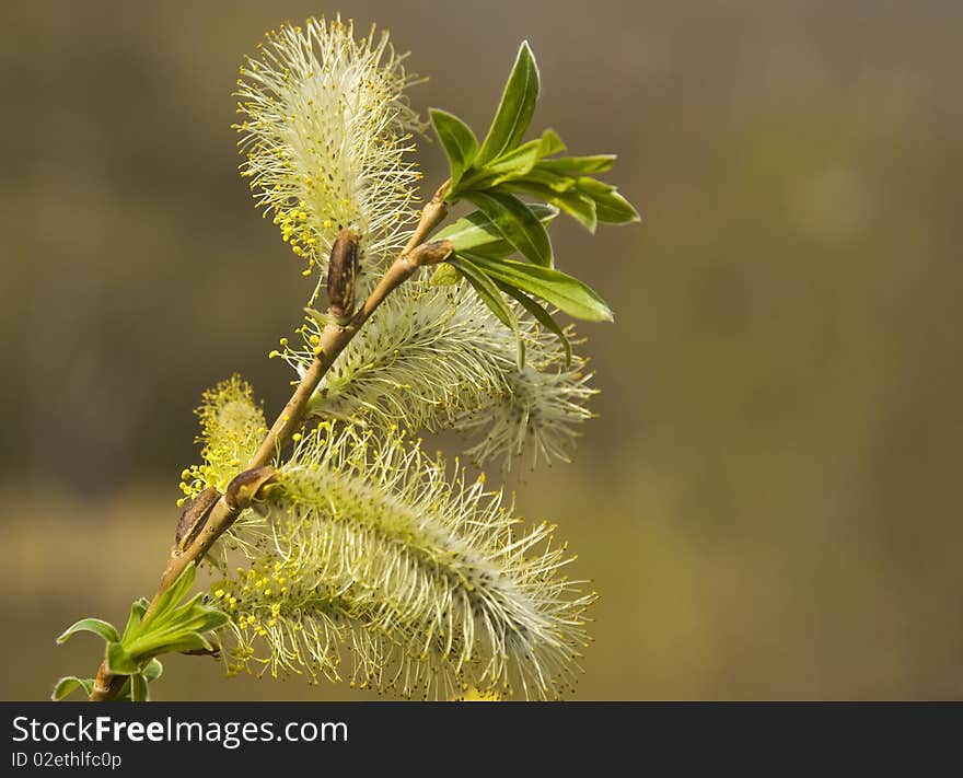 Willow, treelike plant growing on Kamchatka. Willow, treelike plant growing on Kamchatka.